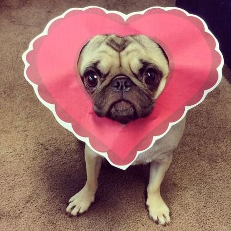 http://europug.eu/ debramariedesigns: Happy valentines day from the valentine pug!... Funny Pug Pictures, Pug Valentine, Pug Pictures, A Pug, Pug Puppies, Dog Valentines, Pugs Funny, Happy Puppy, Funny Dog Pictures