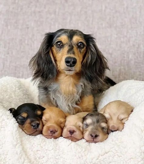 Dachshund Breed, Baby Dachshund, Really Cute Puppies, Hybrid Dogs, Dapple Dachshund, Dachshund Mom, Weenie Dogs, Fluffy Dogs, Funny Dog Pictures