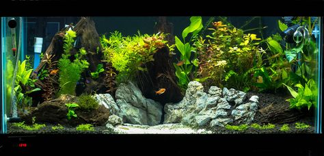 40 Gallon Breeder     Love the layout and the stand 20 Gallon Fish Tank, 40 Gallon Aquarium, 20 Gallon Aquarium, Aqua Scaping, Fish Tank Themes, Acrylic Aquarium, Fish Tank Terrarium, Betta Aquarium, Community Tanks