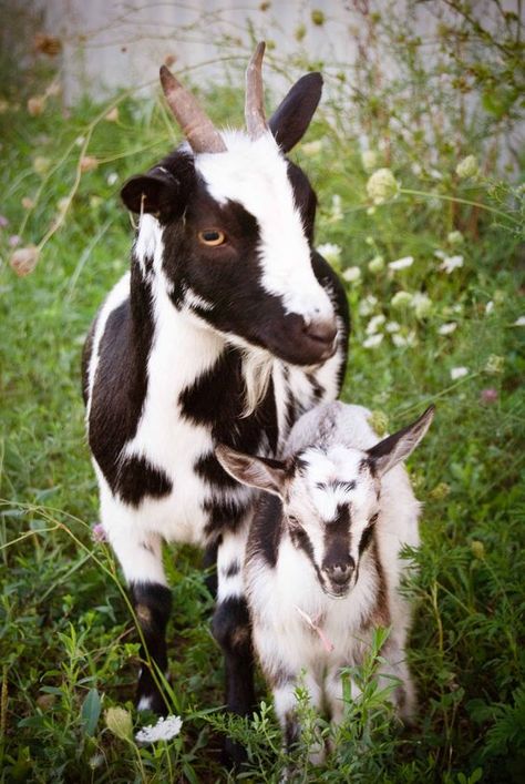 Pigmy Goat, Baby Pygmy Goats, Baby Goats Pygmy, Goat Pictures, Funny Animal Pics, Goat Picture, Pygmy Goats, Pet Goat, Pygmy Goat