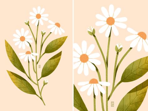 LIPCIKstudio | Dribbble Daisy Flower Illustration, Daisy Illustration, Tea Packaging Design, Art Nouveau Flowers, Garden Images, Flower Graphic, Plant Illustration, Graphic Design Tutorials, Flower Illustration