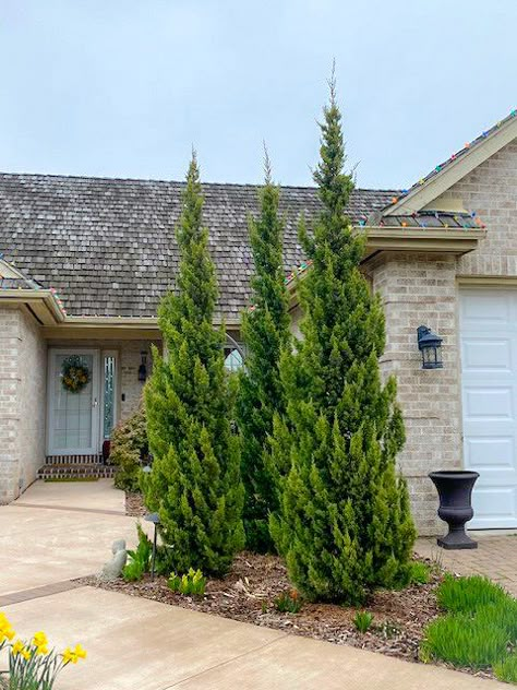 Trautman Juniper, Arborvitae Landscaping, Chinese Juniper, Juniper Shrub, Juniperus Chinensis, Homey House, Evergreen Landscape, Evergreen Garden, Knots Guide