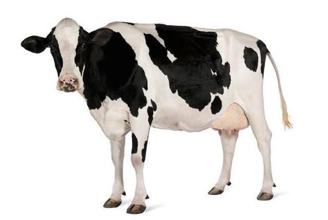 Another example of why I love Mental Floss...and cows. Cow Facts, Cow Tipping, Fat Cow, Holstein Cow, Cow Photos, Animal Cutouts, Holstein Cows, Christmas Cow, Cow Pictures