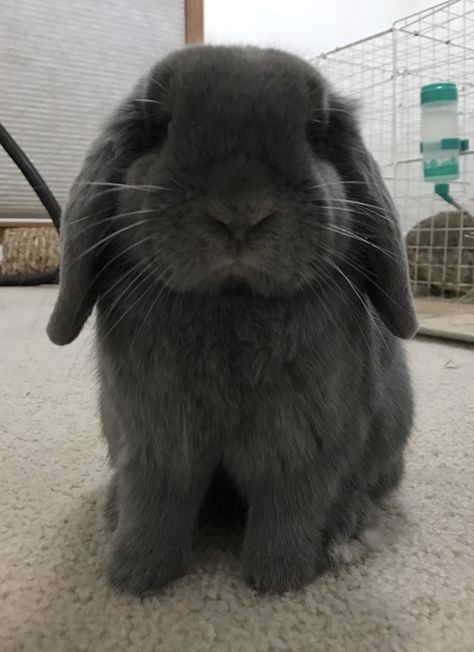 Samson a Holland Lop. http://ift.tt/2eWmXmP Holland Lop Bunnies, Pet Bunny Rabbits, Bunny Care, Bunny Cages, Cute Bunny Pictures, Holland Lop, Pet Bunny, Bunny Pictures