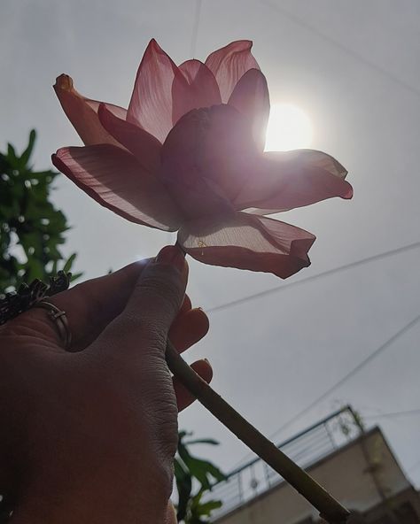 Desi Flower Aesthetic, Desi Vibes Aesthetic, Indian Vintage Aesthetic, Pink Indian Aesthetic, Vintage Desi Aesthetic, Vintage Indian Aesthetic, Lotus Flower Aesthetic, South Indian Aesthetic, Lotus Aesthetic