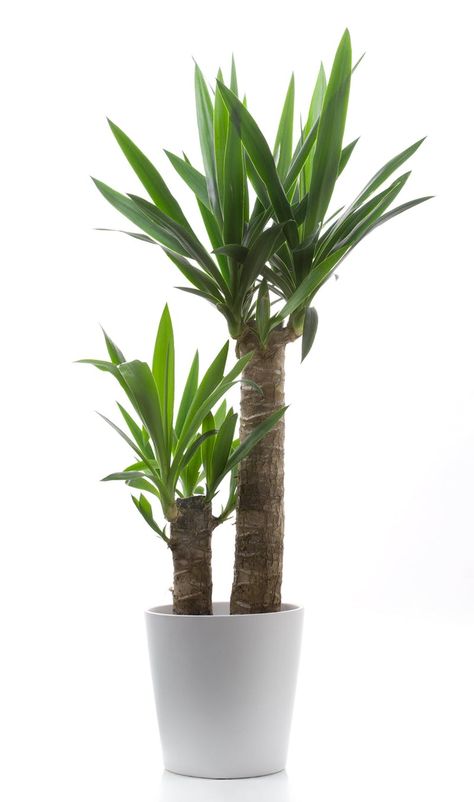 A couple of yucca house plants in a single white pot Indoor Palm, Indoor Palm Trees, Money Tree Plant, Indoor Palms, Yucca Plant, Palm Green, Trendy Plants, Indoor Trees, Aloe Plant