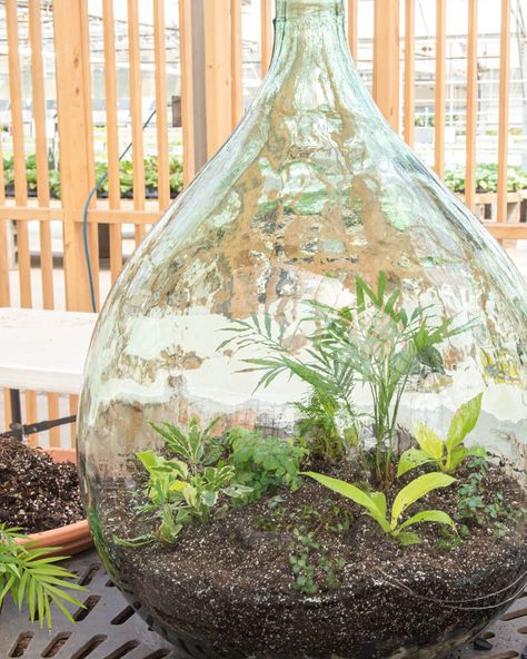 Demijohn Ideas, Garden In A Bottle, Large Glass Bottle, Plants In Bottles, Indoor Oasis, Wine Carafe, Organic Glass, Bottle Garden, Bottle Ideas