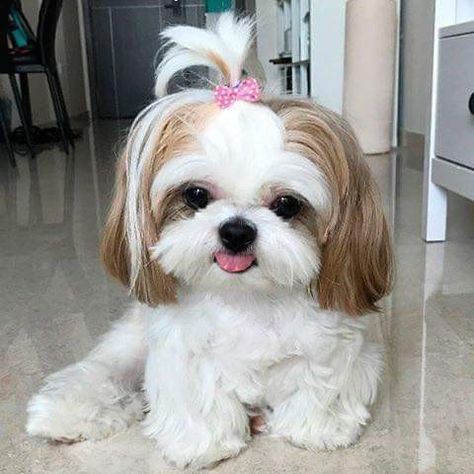 Perro Shih Tzu, Chien Shih Tzu, Shitzu Dogs, Shitzu Puppies, Cute Small Dogs, Really Cute Puppies, Super Cute Puppies, Very Cute Dogs, Baby Animals Pictures