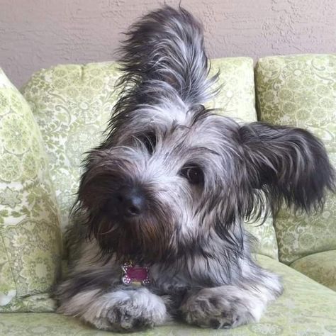 Rare breed Sky Terrier, Macleod Tartan, Biewer Terrier, Akc Breeds, Skye Terrier, Horse Guards, Pampered Pets, Terrier Breeds, Lovely Animals