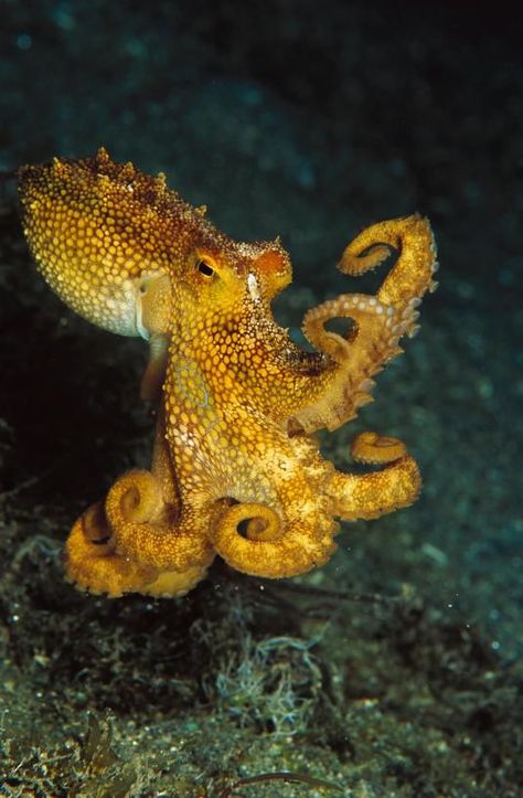 Octopus (Octopus sp) portrait, underwater, New Guinea  A yellow-colored octopus seems to pose for a picture off Papua New Guinea. #octopus #ocean #underthesea #explore Portrait Underwater, Octopus Photography, Octopus Photos, Octopus Pictures, Molluscs, Ocean Floor, Scuba Dive, Beautiful Sea Creatures, Water Animals