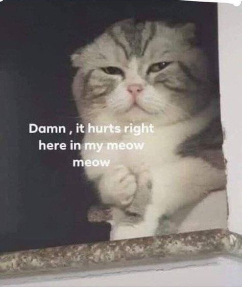 Meme Chat, Cute Cat Memes, Cute Love Memes, Söt Katt, Dc Memes, Meow Meow, Funny Reaction Pictures, Cute Memes, Love Memes