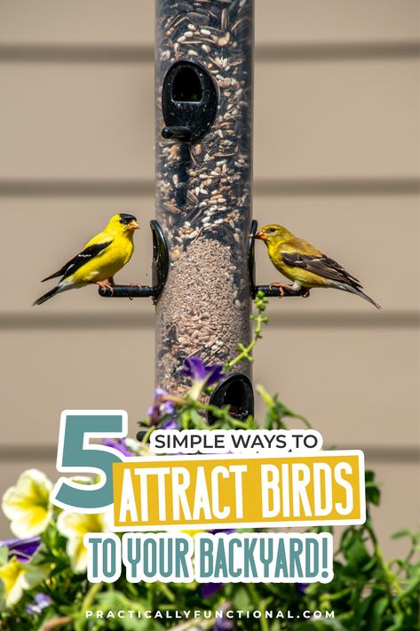 Attract birds to your garden by adding these 5 easy, inexpensive, bird-friendly features and turn your backyard a bird-watching paradise. Bird Feeding Garden Ideas, Bird Friendly Backyard, Bird Sanctuary Ideas Backyards Gardens, Bird Area In Backyard, Bird Sanctuary Ideas Backyards, Bird Friendly Garden, Green House Aesthetic, Backyard Birds Watching, Plant Obsession