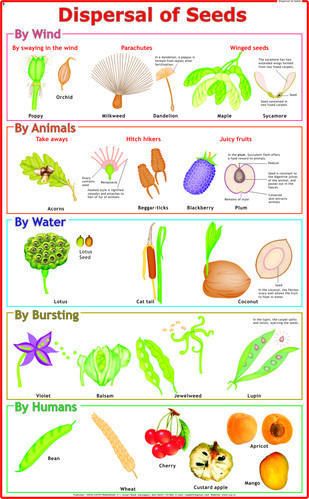 Plant Taxonomy, Plant Morphology, Science Diagram, Homeschooling Science, Oviparous Animals, Plant Biology, Biology Plants, Nature Club, Plant Classification