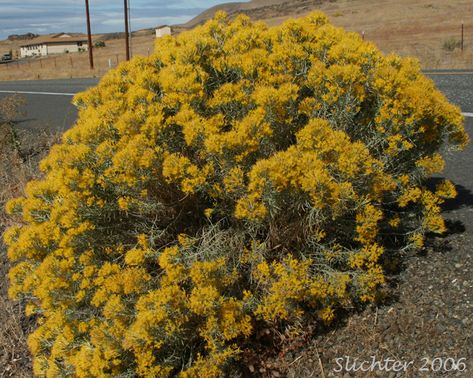 Rabbit Brush Plant, Rubber Rabbitbrush, Idaho Wildflowers, Xeriscape Ideas, Rabbit Brush, Guerrilla Gardening, Gardening Zones, Landscape Plants, Yucca Valley