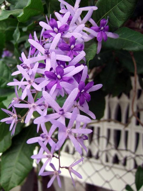 Purple Vine Flower Plumeria Pudica, Purple Flowers Garden, Orchid Tree, Tropical Nursery, Flame Tree, Purple Wreath, Flowering Vines, Flowers Nature, Flower Show