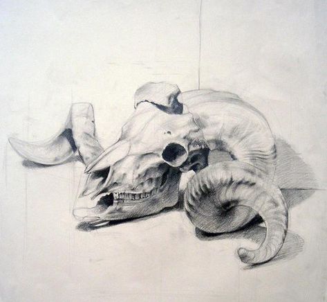 Sheep Skull Art, Animal Skull Sketch, Tonal Sketch, Sheep Sketch, Animal Skull Drawing, Bone Drawing, Skull Animal, Skull Sketch, Natural Form Art