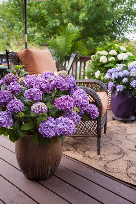 Hydrangea Winter Care, Potted Hydrangeas, Hydrangea Planters, Bloomstruck Hydrangea, Hydrangea Potted, Hydrangea Shrub, Plants Care, Winter Care, Planting Design