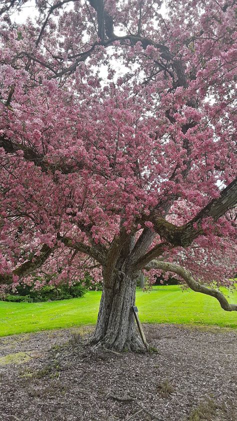 Crabapple Tree Landscaping, Picnic Painting, Flowering Crabapple Tree, Flowering Crabapple, Crabapple Tree, Pink Trees, Crab Apple, Landscape Trees, Apple Tree