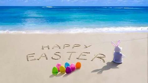 From Florida Funny Easter Pictures, Easter Family Photos, Easter Egg Pictures, Easter Bunny Images, Paxos Greece, Happy Easter Pictures, Easter Bunny Pictures, Happy Easter Quotes, Easter Graphics