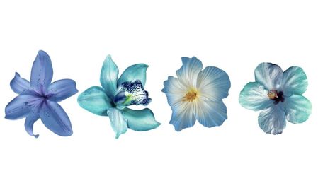 Blue Notion Header Hd, Blue Widget Horizontal, Blue Laptop Aesthetic, Blue Flower Widget, Horizontal Wallpaper For Laptop, Ipad Lockscreen Horizontal, Ipad Wallpaper Flowers, Ipad Wallpers Horizontal Aesthetic, Blue Aesthetic Laptop Wallpaper