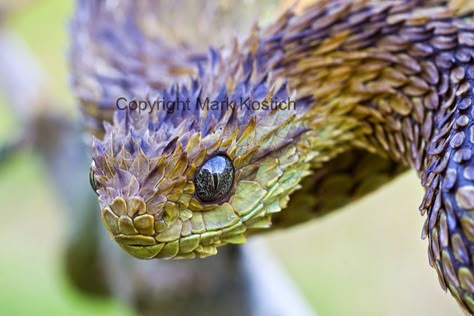 If there ever was an animal that looks like a living dragon! Reptile Head Reference, Rare Ball Python Morphs, Black Headed Python, Snake Spirit Animal, African Bush Viper, Viper Snake, Western Hognose Snake Morphs, Eastern Brown Snake, Snake Tank