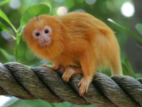 Golden Lion Tamarin: Adorable Monkeys Of Sunshine - I Can Has Cheezburger? Zoo Atlanta, Golden Lion Tamarin, Tiny Monkey, Animal Photography Wildlife, Capuchin Monkey, Forest Habitat, Golden Lions, Monkey Pictures, Pet Monkey