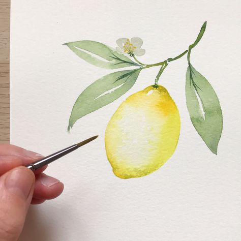 Simple citrus fruit. Watercolour lemon inspiration with this quick and simple youtube tutorial #watercolor #watercolourlemon #lemon #lemonpainting #lemonillustration #lemonyellow #simplewatercolour #watercolourideas #youtubetutorial #watercolourfruit #dewintonpaperco Watercolour Lemon, Flower Art Watercolor, Akvarel Illustration, Lemon Drawing, Watercolor Pencil Art, Lemon Watercolor, Lemon Painting, Watercolor Paintings For Beginners, Watercolor Pencil