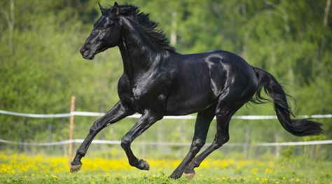 Fat Horse, Equine Acupressure, Tennessee Walking Horse, Walking Horse, Horse Inspiration, Andalusian Horse, Black Horses, Horse Pattern, All The Pretty Horses