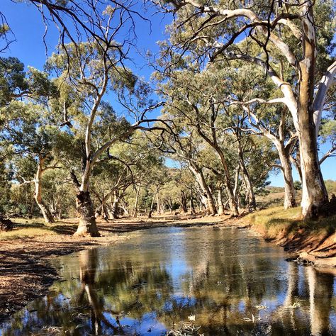 Australian Landscapes, Travel Thoughts, Australia Landscape, Australian Fauna, Australian Photography, Country Backgrounds, Australian Painting, Gum Tree, Outback Australia