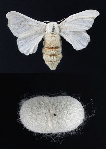 Silk Moth Drawing, Bombyx Mori, Silk Moths, Silk Moth, Bombyx Mori Moth, Moth Larvae, Moth Cocoon, Silkworm Moth, Japanese Silk Moth