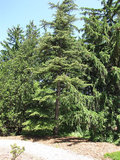 Click to view a full-size photo of Cedar of Lebanon (Cedrus libani) at Meadows Farms Nurseries Lebanon Cedar Tree, Cedrus Libani, Lebanon Cedar, Cedar Of Lebanon, Cedar Tree, Farm Nursery, Full Size Photo, Evergreen Trees, Inner City