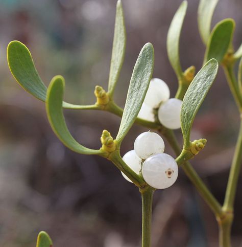 Real Mistletoe, Flower Meanings, Under The Mistletoe, Christmas Flowers, Fruit Garden, Medicinal Herbs, Flower Photos, All Plants, Christmas Art