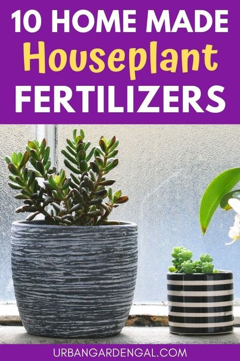 Healthy Plants For The Home, Homemade Fertilizer For House Plants, Fertilizers For Plants, House Plant Fertilizer Diy, Diy Plant Food For Indoor Plants, Best Plant Food For House Plants, Natural Fertilizer For Plants, Home Fertilizer For Plants, Diy Indoor Plant Food