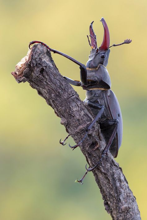 Threatening Pose, Lucanus Cervus, Human Muscles, Bird Skeleton, Nomad Sculpt, Skeleton Human, Skeleton Fish, Rhino Beetle, Animal Skeleton