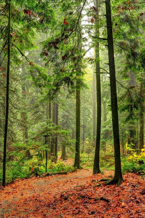 Wild Earth Coniferous Forest, Temperate Rainforest, Conifer Trees, Foggy Morning, Columbia River Gorge, Tall Trees, Amazing Nature Photos, Columbia River, Enchanted Forest