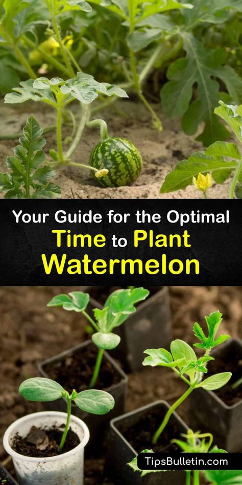 When To Plant Watermelon Seeds, How To Plant Watermelon Plants, Watermelon Patch Garden, How To Grow Watermelon In Containers, Watermelon Seeds Planting, How To Grow Watermelon Vertically, How To Plant Watermelon Seeds, How To Grow Watermelon From Seed, Watermelon Garden Ideas