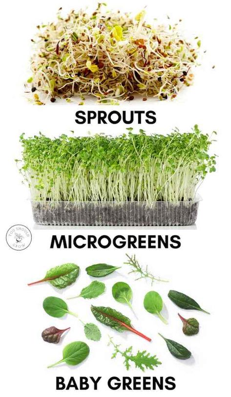 Difference between sprouts vs microgreens vs baby greeens Microgreens Garden, Growing Sprouts, Aquaponics Diy, Homegrown Food, Growing Microgreens, Garden Plan, Meteor Garden 2018, Magic Garden, Organic Tomatoes