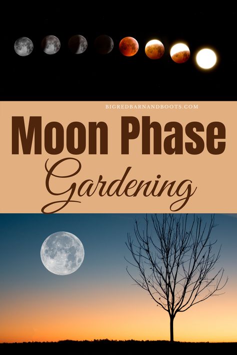 moon phases - moon phase gardening Moon Gardens, Moon Plant, Garden Blocks, The Moon Phases, How To Garden, Plant A Garden, When To Plant, Phases Of The Moon, Seed Saving