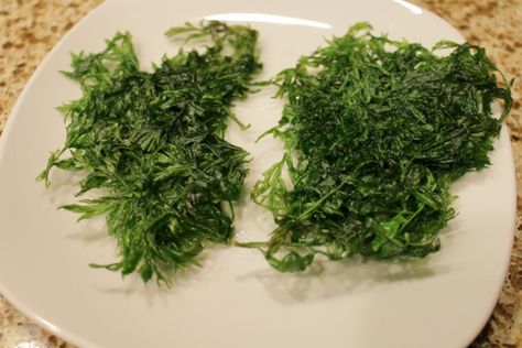 How to Cook Carrot Leafy Tops, Delicious Deep-Fried Carrot Leaves | It has grown on me! Uses For Carrot Greens, Carrot Fry Recipes, Carrot Leaves Recipes, Tarragon Carrots, Carrot Leaves, Dara Flowering Carrot, Cooked Carrots, Baby Carrots, Leafy Greens