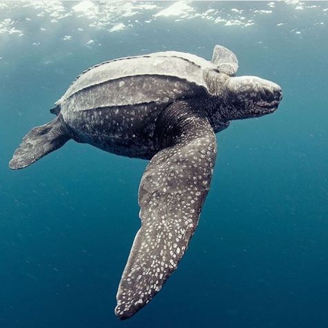 Leatherback Sea Turtle Sea Turtle Photography, Turtles Photography, Sea Turtles Photography, Firefly Photography, Leatherback Sea Turtle, Turtle Photography, Sea Turtle Pictures, 200 Pounds, Water Photography