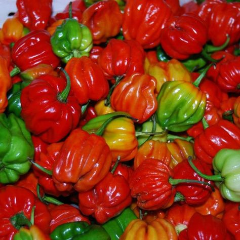 image 0 Caribbean Garden, Sweet Pepper, Pepper Seeds, Chili Peppers, Stuffed Sweet Peppers, No Heat, Sweet And Spicy, Garden Seeds, Trinidad And Tobago