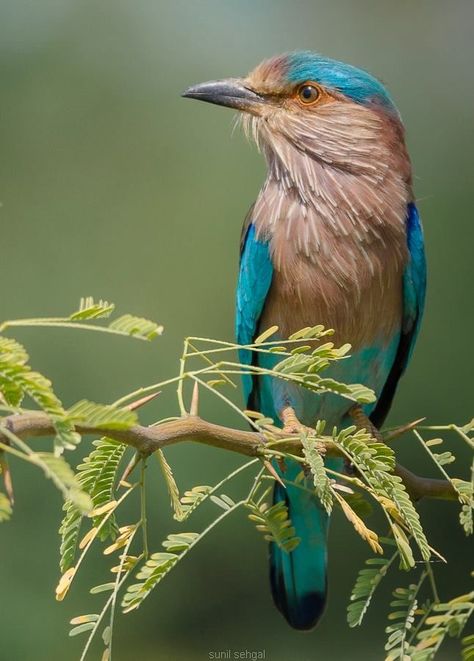 Indian Roller Bird, Roller Bird, Indian Birds, God Creation, Most Beautiful Birds, Animals Friendship, Blue Birds, Big Bird, All Birds