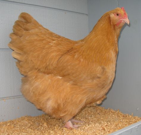 Buff Orpington champion hen Buff Orpington Ducks, Buff Orpington Chickens Eggs, Gold Laced Wyandotte Chickens, Buff Orpington Hen, Buff Brahma Rooster, Buff Orpington, Poultry Farm, Chicken Breeds, Hen