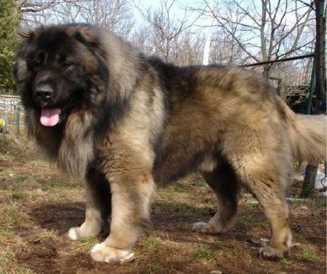 The Caucasian Shepherd is highly territorial and prone to attacking strangers. Caucasian Ovcharka, Aggressive Dog Breeds, Caucasian Shepherd Dog, Caucasian Shepherd, Giant Dog Breeds, Livestock Guardian Dog, Huge Dogs, Mastiff Dogs, Giant Dogs