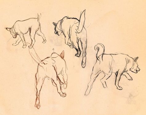 Carolina Dog, Animated Short Film, Quick Sketches, Golden Horse, Wes Anderson, Quick Sketch, 2d Animation, Universal Pictures, Drawing Base