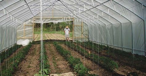 High Tunnel Gardening: What You Need to Know to Grow Successfully Underground Greenhouse, High Tunnel, Greenhouse Vegetables, Tunnel Greenhouse, Tomato Trellis, Growing Tomatoes In Containers, Vegetable Garden Diy, Organic Vegetable Garden, Tomato Cages