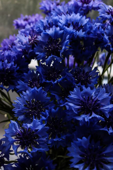 Flower Garden Design Ideas, Different Tattoo Styles, Garden Ideas Flower, Cornflower Blue Wedding, Flower Gardening Ideas, Flower Garden Ideas, Indigo Flower, Goth Garden, Dark Blue Flowers