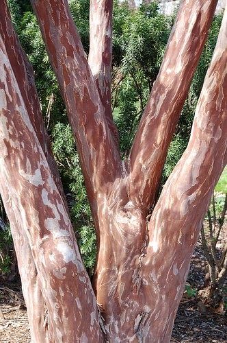 Crape myrtles are popular in our region of the mid to lower South and rightfully so. Unlike the in vogue nature of plants such as Bradford ... Crepe Myrtle Landscaping, Crepe Myrtle Trees, Leyland Cypress, Myrtle Tree, Rustic Backyard, Crepe Myrtle, Street Trees, Easy Landscaping, Crape Myrtle