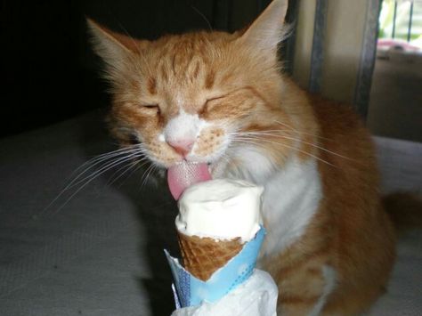 Eating ice cream .. Cat With Food On Face, People Eating Ice Cream, Ice Cream For Cats, Bad Ice Cream, Cat Eating Ice Cream, Ice Cream Games, Animal Eating, Ice Cream Memes, Eating Ice