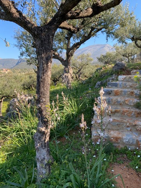 Olive Grove Aesthetic, Natural Stone Stairs, Grove Aesthetic, Natural Stairs, Greek Countryside, Greek Garden, Greek Olives, Stone Stairs, World Aesthetic